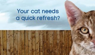 Everyday Care for Cats